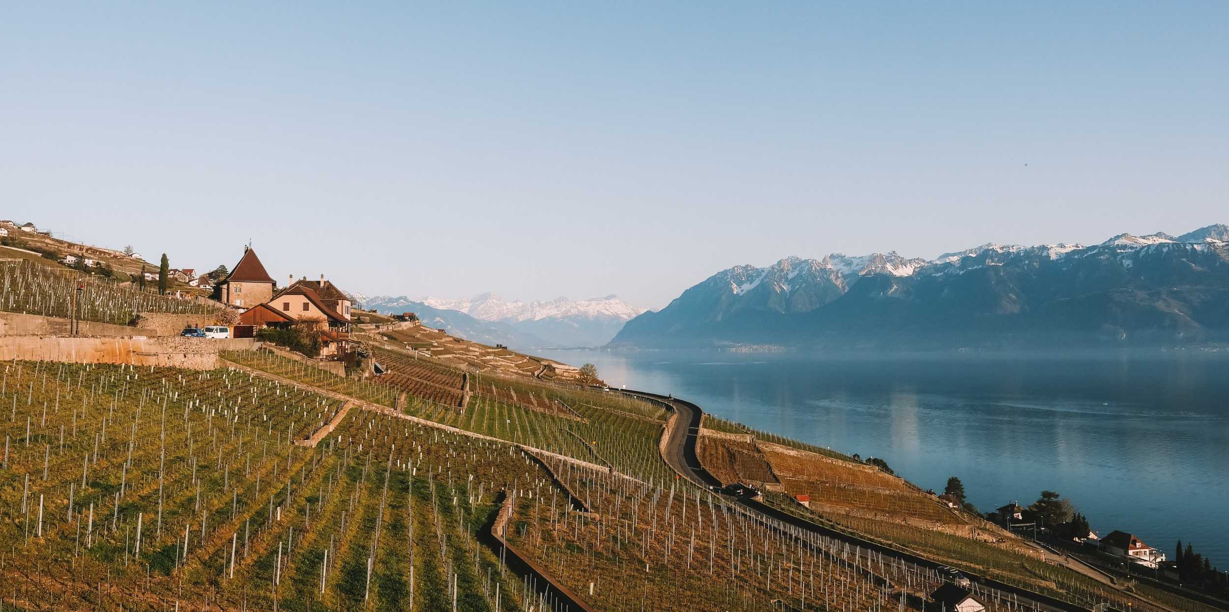 Vineyards on Lake Geneva